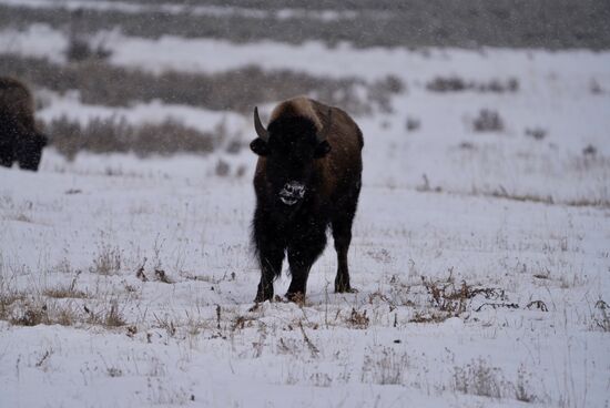 Dann gehts erneut ins „Lamar Valley“  auf die Jagd nach Tieren…
