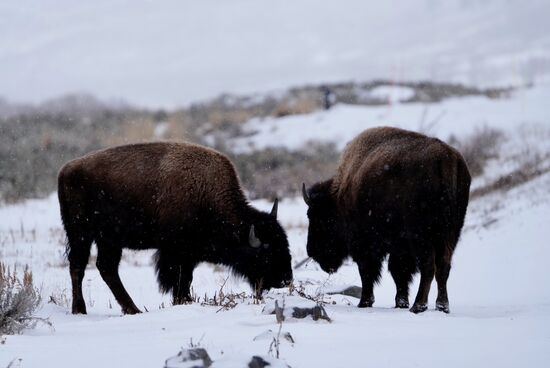 Wir können einige Bisons beim Kampf beobachten