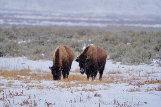 Viele haben jetzt weiße Schnauzen…