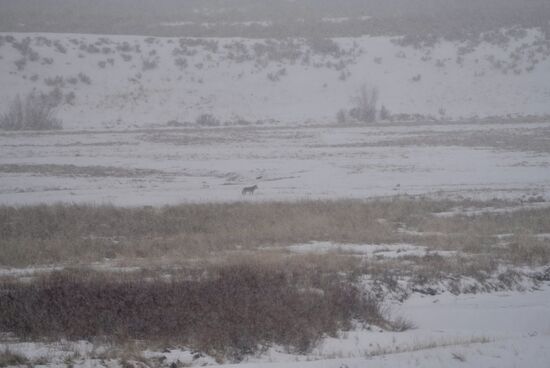 Juhu…wir haben endlich das Glück einen einsamen Wolf zu sehen…
Dennis hat ein besseres Foto—ich werde ihn darum bitten und es morgen einstellen