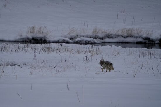 Da sehen wir wieder einen einsamen Kojoten….