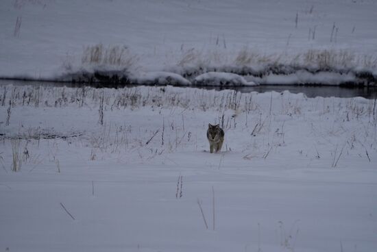 …der um den kleinen See streift