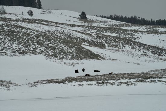 Friedlich grasende und schlafende Bisons