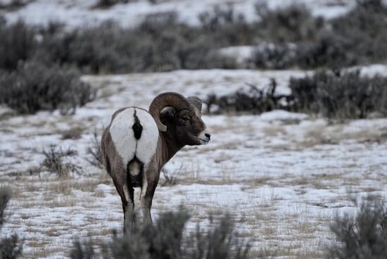 Diese haben wir schon tags zuvor gesehen, aber in weiter Ferne