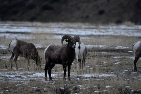 Sie müssen massive Nackenmuskeln haben