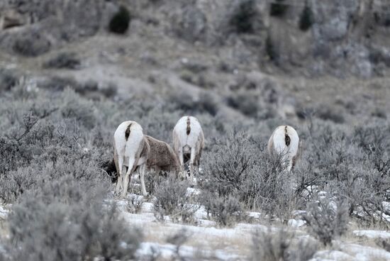 Na, die sind ja unhöflich, zeigen uns ihren A…