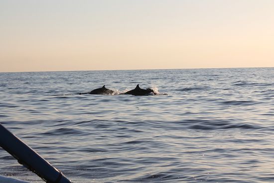 ...anfangs zeigten sie uns nur die kalte Schulter, äh Flosse...