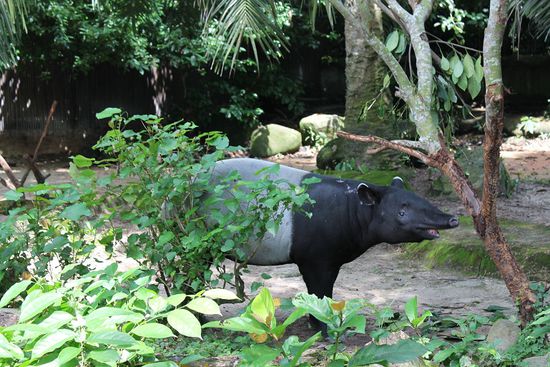 Tapir