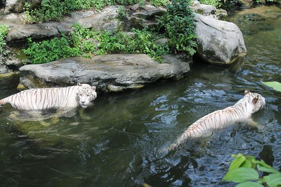 die beiden weißen Löwen Winnie und Namen-vergessen