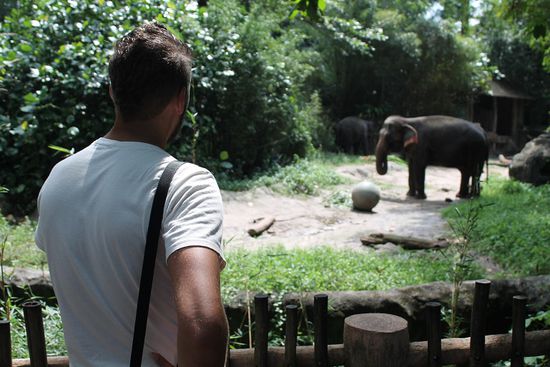 zwei Dickhäuter unter sich
