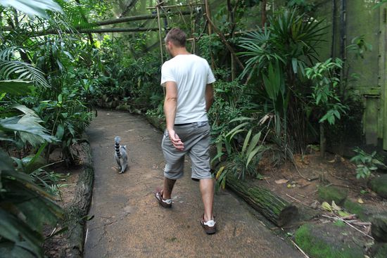 ...und zum anderen sind hier auch die Lemuren unterwegs.
Scheu? Von wegen, diebische Wegelagerer sind das 