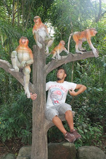 ...diese seltene Primatenart...