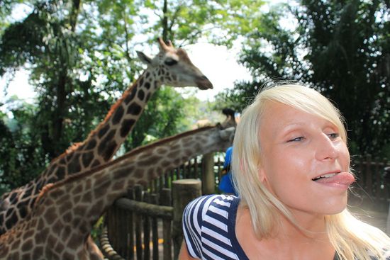 ...Großkopfblondhaargiraffen...