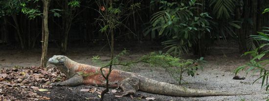 weitere Highlight sind die Komodowarane...