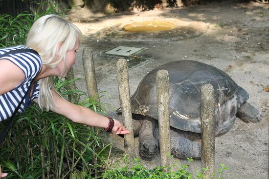 ...Riesenschildkröten...