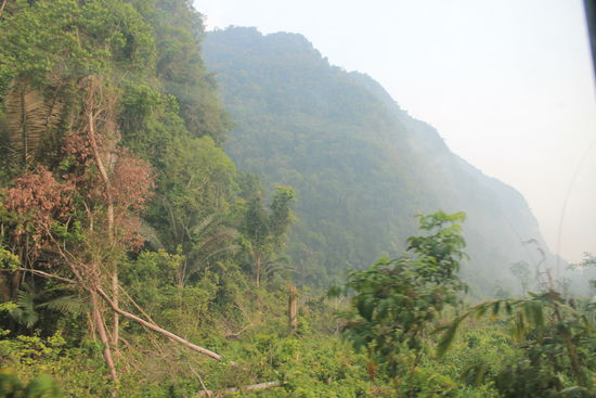 Suchbild: Wo ist Mogli?