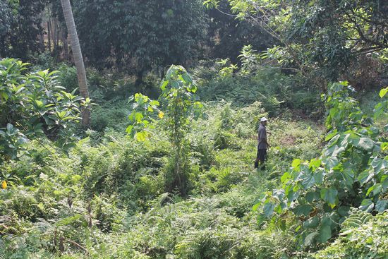 RAMBO VI
- ein Mann und seine Machete gegen den Dschungel