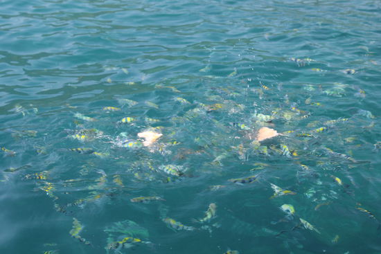 ...ein Scheibchen Toast und der Ozean "lebt"...