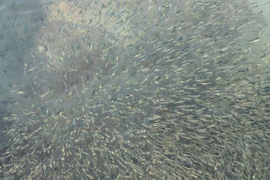 ...vor lauter Fisch kein Wasser mehr...