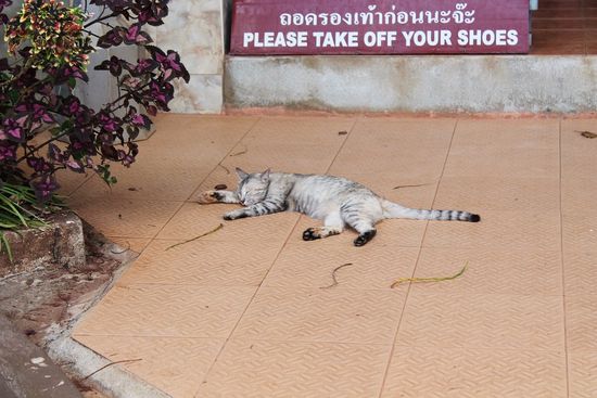 ... please take off your shoes - ob das wohl auch für Samtpfoten gilt ...