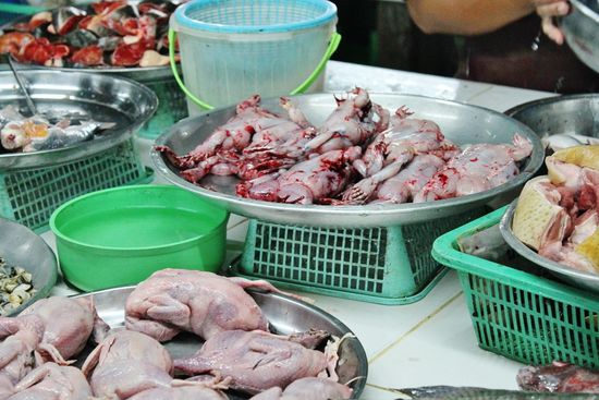 ... das in der Bildmitte sind gehäutete Frösche ...