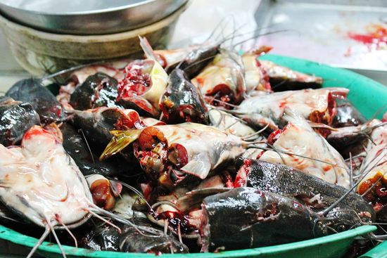 ... über soviel Auswahl verliert der Wels glatt seinen Kopf ...