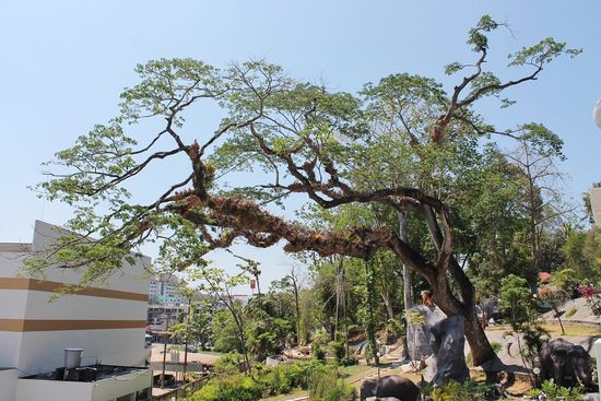 ... dieser Riese scheint der Schwerkraft gänzlich zu trotzen ...