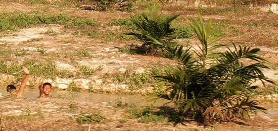 ... aus wirklich JEDEM Gewässer reckten sich Hälse ...