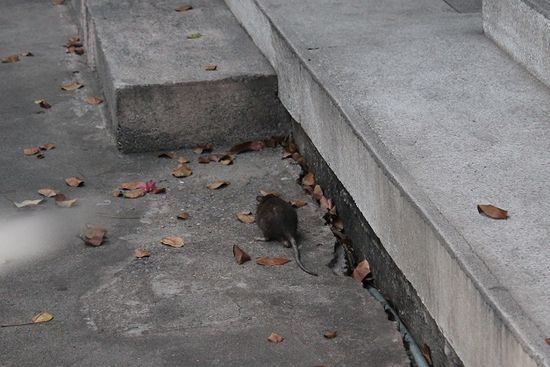 ... und natürlich Ratten.