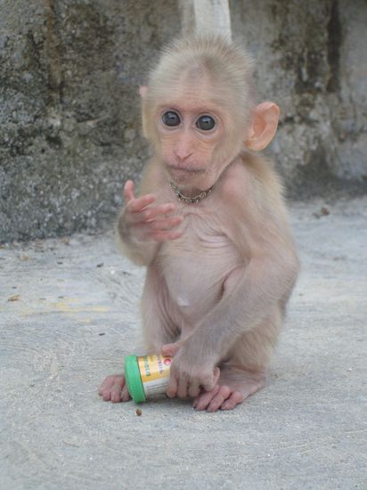 ... der süße Fratz war leider nicht zu adoptieren ...