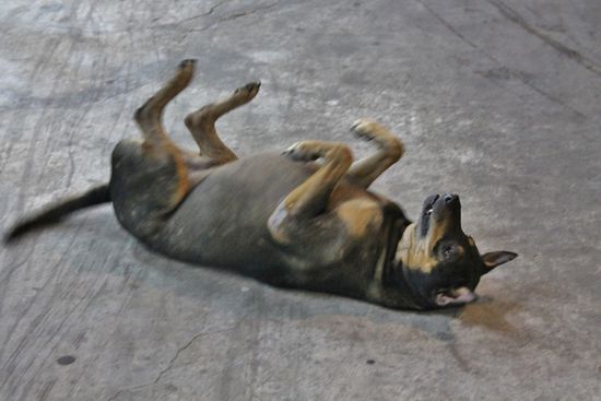 Kein Alkohol??? Da wird doch der Hund in der Pfanne verrückt!