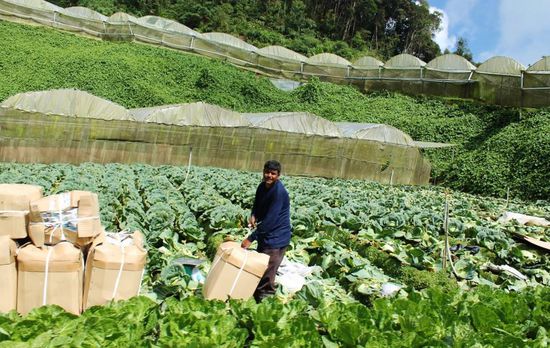 ... hier oben wachsen so exotische Dinge wie Kopfsalat und Kohl ...
