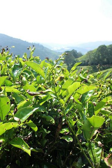 ... bis zu 100 Jahre alt sind diese Teesträucher ...