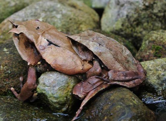 ... Herr und Frau Frosch beim Froschen ...