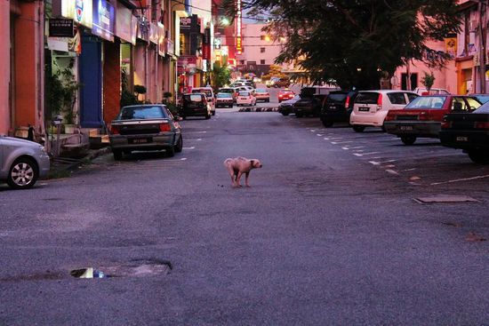 ... "Mein Klo ist die Straße" sprach der Hund und ließ es fallen ...