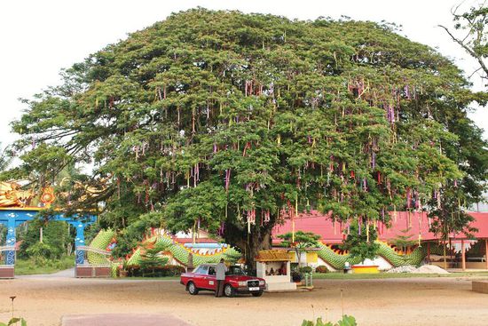 ... Wunschbaum, unser Fahrer und sein Rennschlitten - einer der drei Kandidaten ist Baujahr '83, wer mag es wohl sein ...