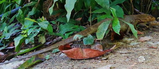 ... ein lauer Ersatz für Hagen den Drachen ...