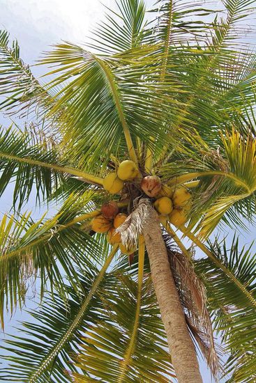 ... beware of coconut ...