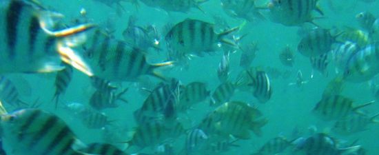 ... indische Straßenverhältnisse ...