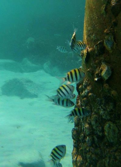 ... Fischkindergarten unterm Bootsanleger ...