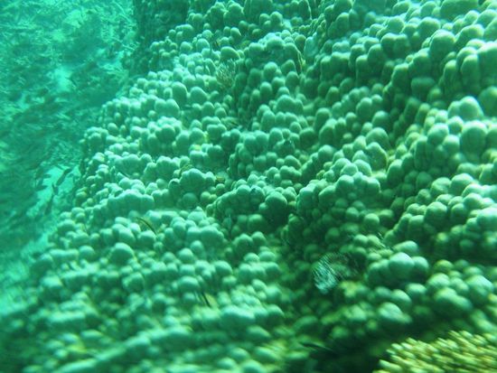 ... und aus der Nähe ...