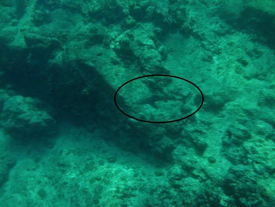 ... Jäger auf der Lauer ...