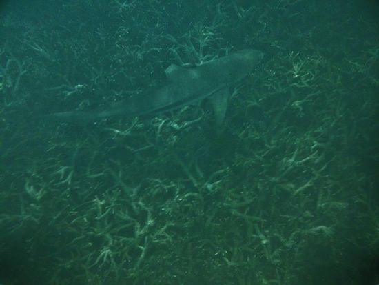 ... auf Tuchfühlung - in diesem und dem nächsten Bild gut zu sehen, die klassische Pendelbewegung eines Hais im Wasser (Ausschlag der Schwanzspitze). Durch das Umpendeln nehmen Haie über ihre Haut Gerüche auf und entscheiden so, ob das Gerochene einen Bissen wert ist, oder nicht ...