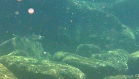 ... ein kleiner Muck direkt am Bootsanleger ...