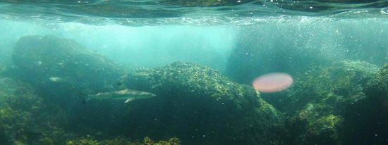 ... bye bye Rudolf - wir haben uns täglich an diesem Spot getroffen. Eine Kerbe in der Schwanzflosse machte ihn unverwechselbar ...