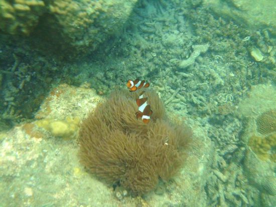 ... ich hab Nemo gefunden ...