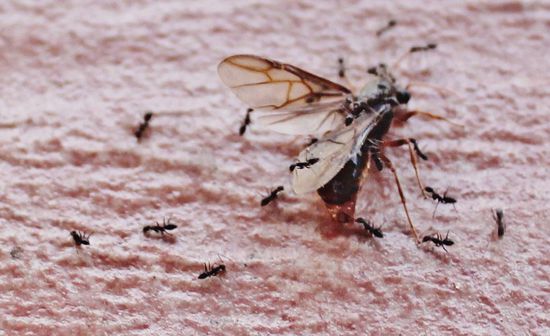 ... Brudermord - multiple Kains und ein großer Abel ...