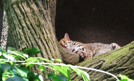 ... wie meine beiden Tiger Zuhause ...