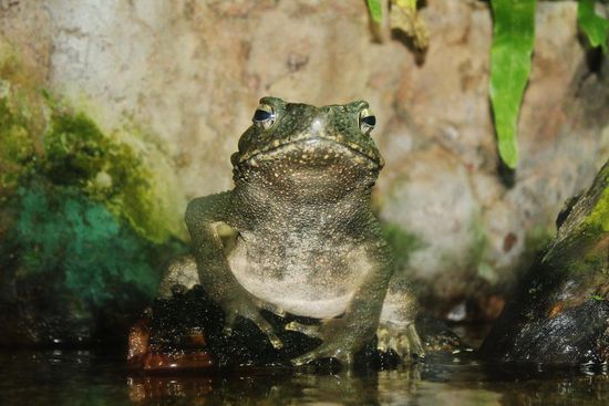 ... Frosch? Prinz? Froschprinz? ...