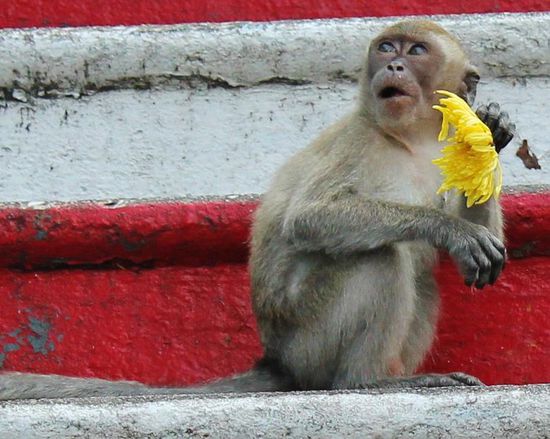 ... Unschuldslamm ...